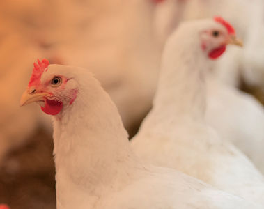 Understanding Your Animals Through Biomarkers: The Verax™ App
