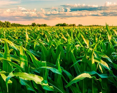 What Mycotoxins Should We Expect Following an Interesting Growing Season? (Part 1)