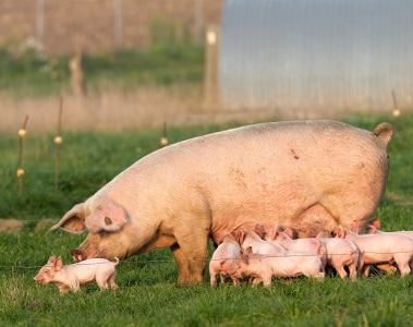 Supporting Sow Longevity: Combating Mycotoxin Susceptibility in Today's Hyper-prolific Sows