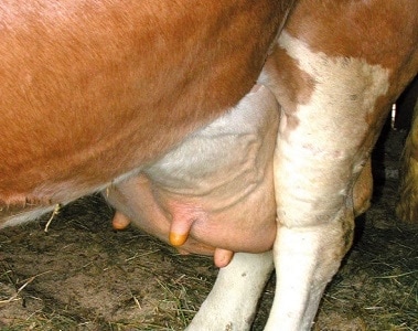 https://www.dsm.com/anh/challenges/supporting-animal-health/mastitis.thumb.800.480.png