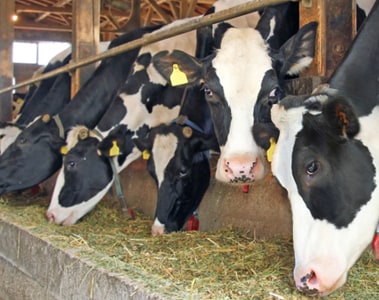 Ruminants | dsm-firmenich Animal Nutrition & Health