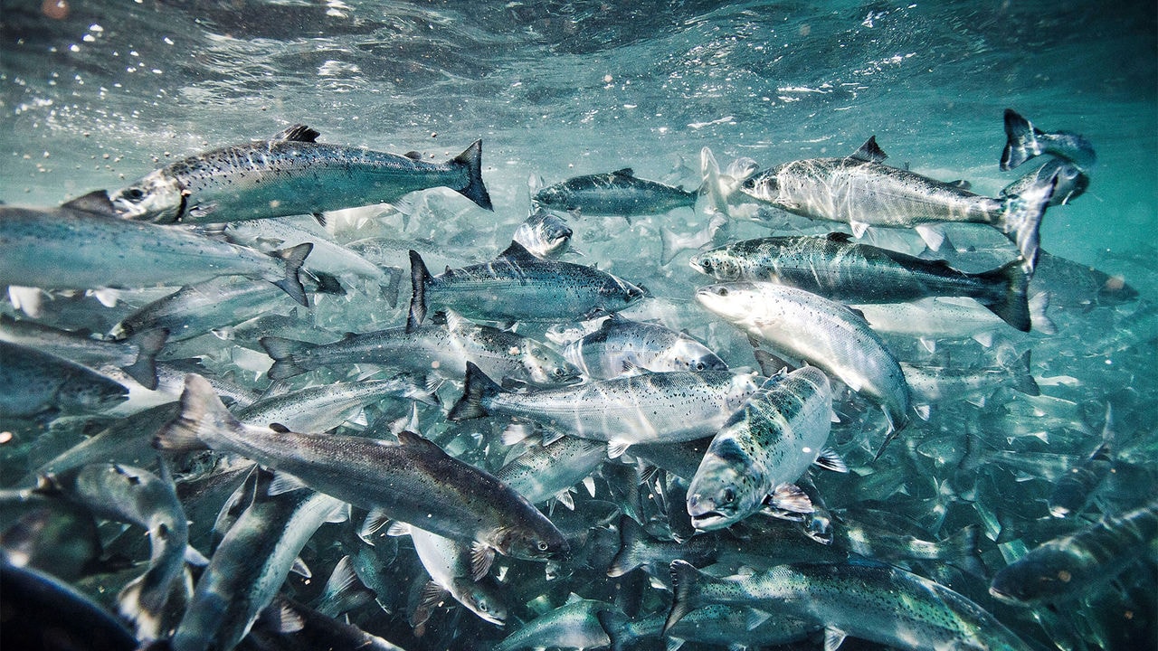 Supercharged: health and welfare results in sustainability performance in aquaculture
