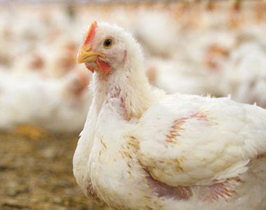 Co-Granulations of Enzymes – An Emerging Area in Exogenous Enzyme Application in Poultry Diets