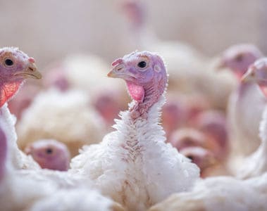 Protecting the Turkey Industry: Diseases to Watch 