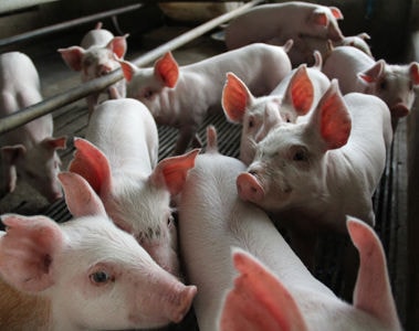 VVC Premix: Enhancing Feed Biosecurity and Swine Performance