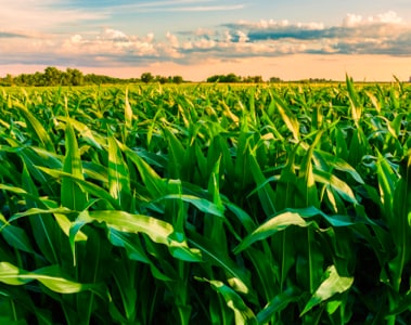 What Mycotoxins Will 2024 Harvest Bring? (Part 2)