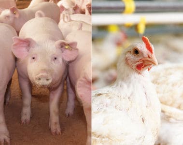 FUMzyme® Now Available for use in Poultry and Swine