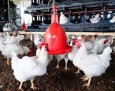 4 Reasons Mycotoxins are Underestimated in Poultry Production