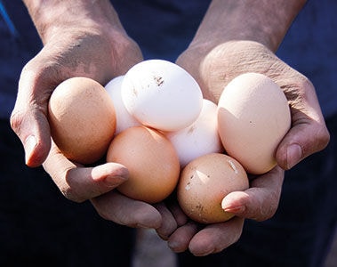 Differentiation in a commodities market: Ganong Bio takes eggs to the next level in South Korea