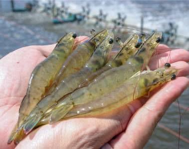 No compromise: between quality and profitability In aquaculture