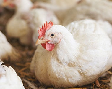 Unlocking Broiler Potential: Essential Nutritional Insights